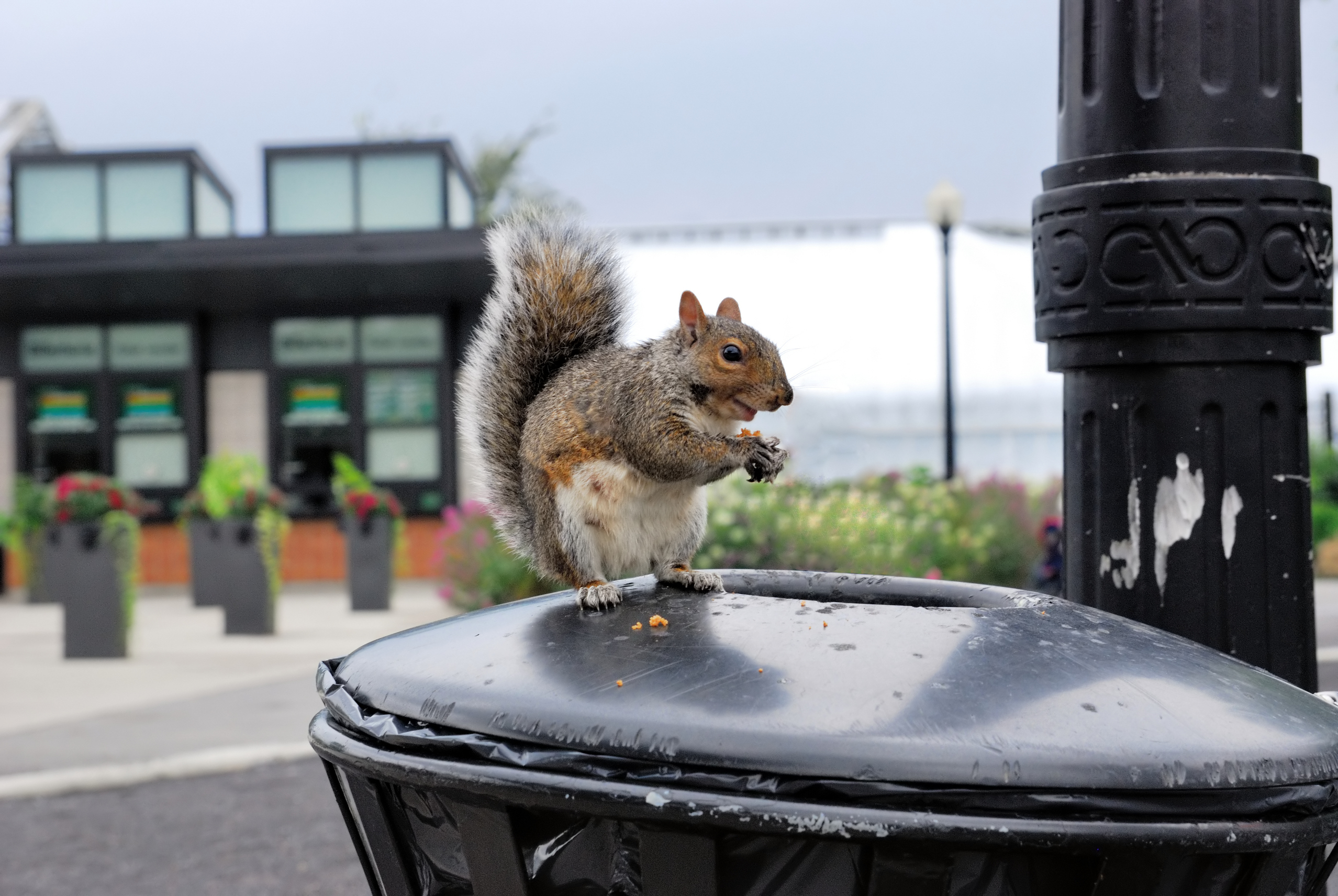 Urban_wildlife_-_squirrel